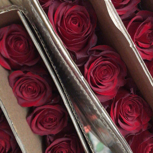 玫瑰 高原红70-75cm 商品图0