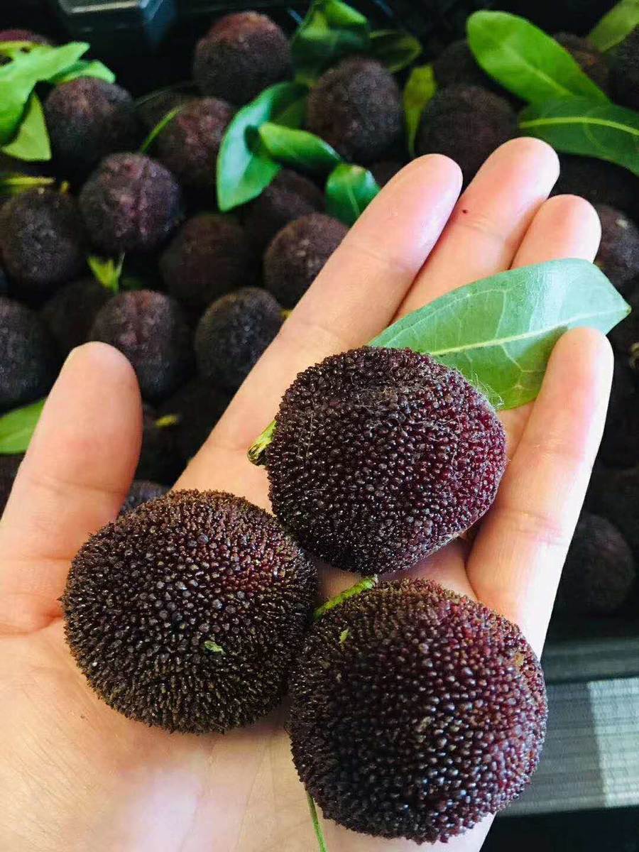 【云南高山黑炭杨梅】肉质细腻,水分充足, 一口爆汁,越过草丛,爬过