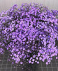 配花-国产满天星.紫色 商品缩略图0