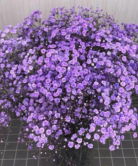 配花-国产满天星.紫色