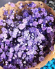 配花-国产满天星.紫色 商品缩略图2