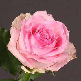 玫瑰 桃红雪山 60公分