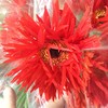 菊花-拉丝非洲菊-红色-10枝/扎 商品缩略图0