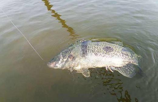 淡水鳜鱼(清膛前700-800g） 需要预定 新鲜宰杀后真空包装根据实际重量，多退少补 商品图1