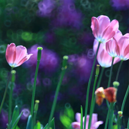 狼族优选 |柔焦甜甜圈魔术镜 百诺折返 环状散焦 商品图2