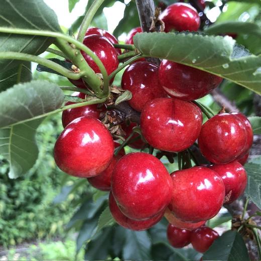 4872h发雨天顺延云南61大理苍山生态车厘子大樱桃布鲁克斯口感爆汁