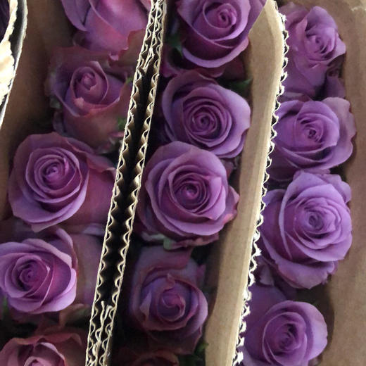 玫瑰 紫霞仙子65CM 商品图0