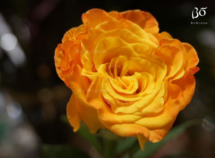 a 级黄金海岸玫瑰