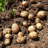 【产地直发！】恩施富硒小土豆 古老品种，马尔科小土豆，粉糯香，小时候的味道 商品缩略图11