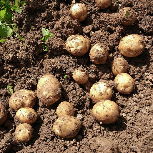 【产地直发！】恩施富硒小土豆 古老品种，马尔科小土豆，粉糯香，小时候的味道 商品图11