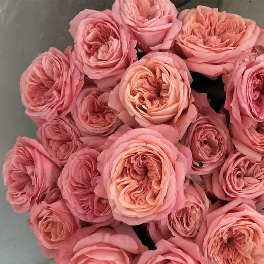 新品速递伦敦眼玫瑰花