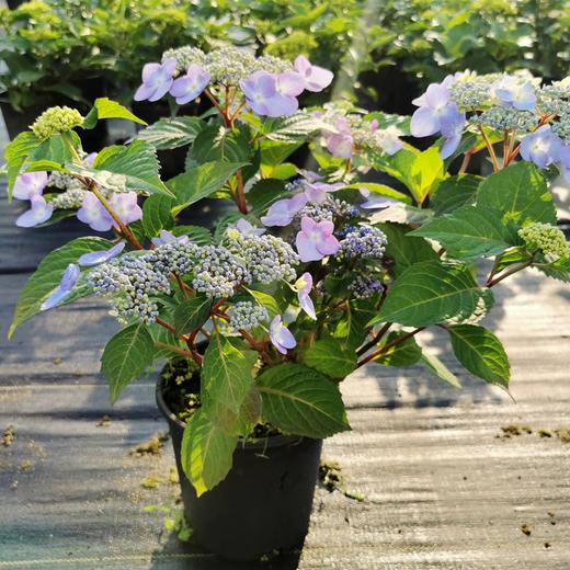 商会特卖大花绣球塔贝