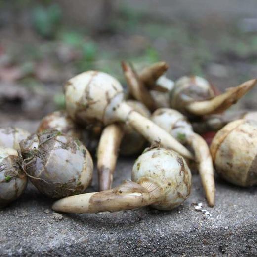 如皋特色紫茨菇400g舌尖上的中国