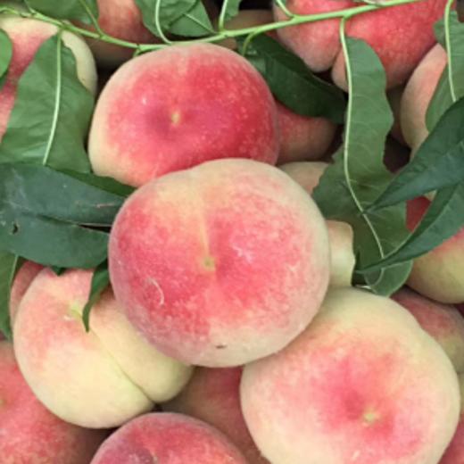 安徽砀山毛桃脆甜二斤装次日达