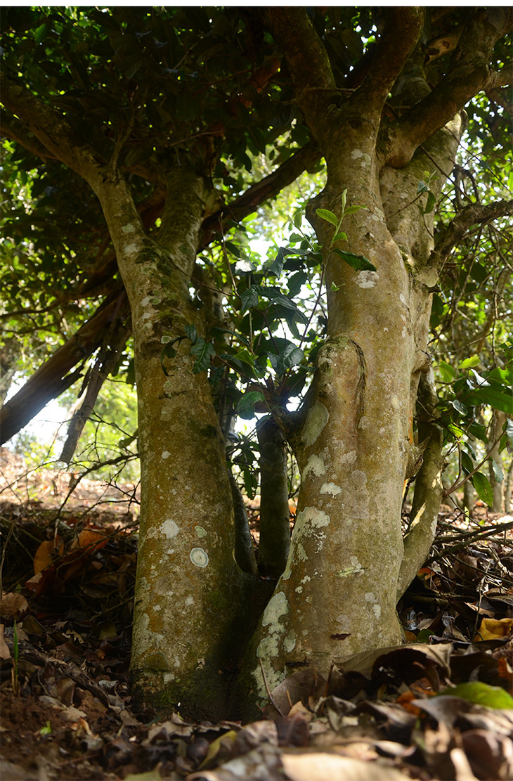 百里遥茶叶 云南滇红茶 2020南糯山拔玛老寨头春晒