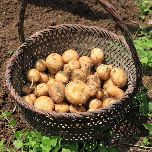 【产地直发！】恩施富硒小土豆 古老品种，马尔科小土豆，粉糯香，小时候的味道 商品图6