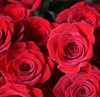 玫瑰 黑魔术 B级 商品缩略图0