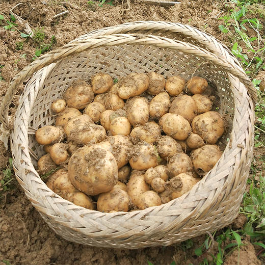 【产地直发！】恩施富硒小土豆 古老品种，马尔科小土豆，粉糯香，小时候的味道 商品图13