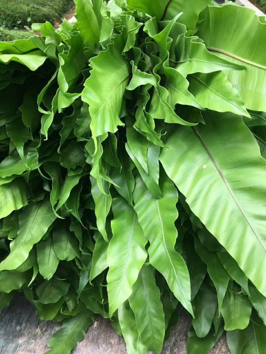 山苏叶【鸟巢叶】 约10片/扎 商品图4