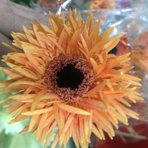 菊花-拉丝非洲菊-橘色-10枝/扎 商品图2