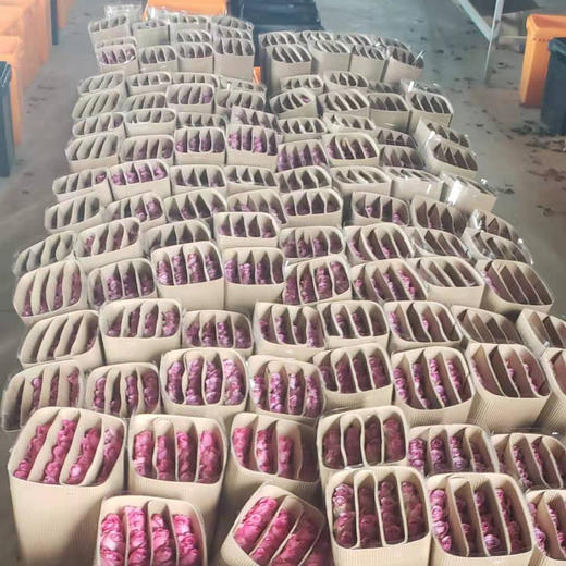 玫瑰 紫霞仙子65CM 商品图1