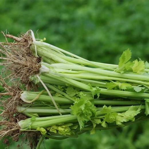 香芹菜400g