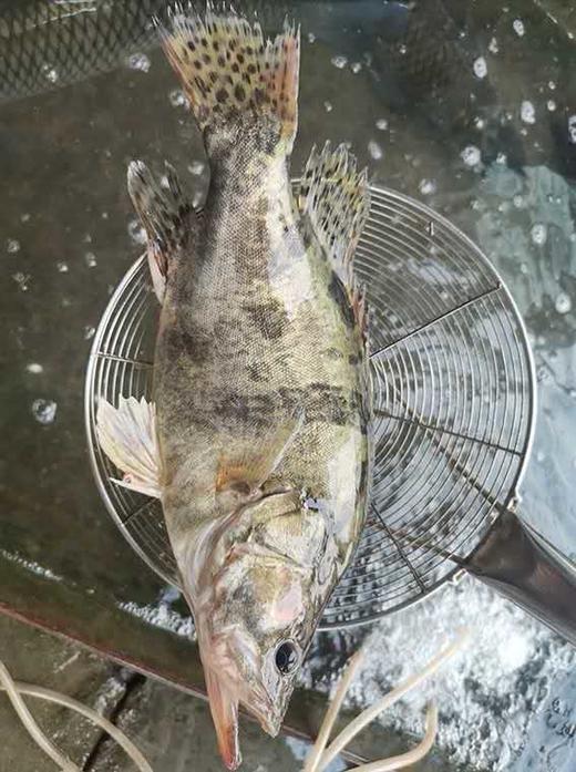 淡水鳜鱼(清膛前700-800g） 需要预定 新鲜宰杀后真空包装根据实际重量，多退少补 商品图2