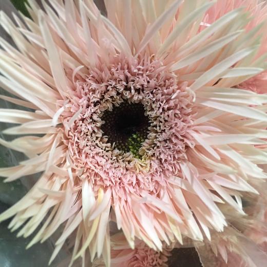 菊花-拉丝非洲菊-粉色-10枝/扎 商品图2