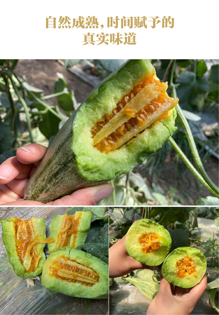 莓溪农场羊角蜜甜瓜5斤装