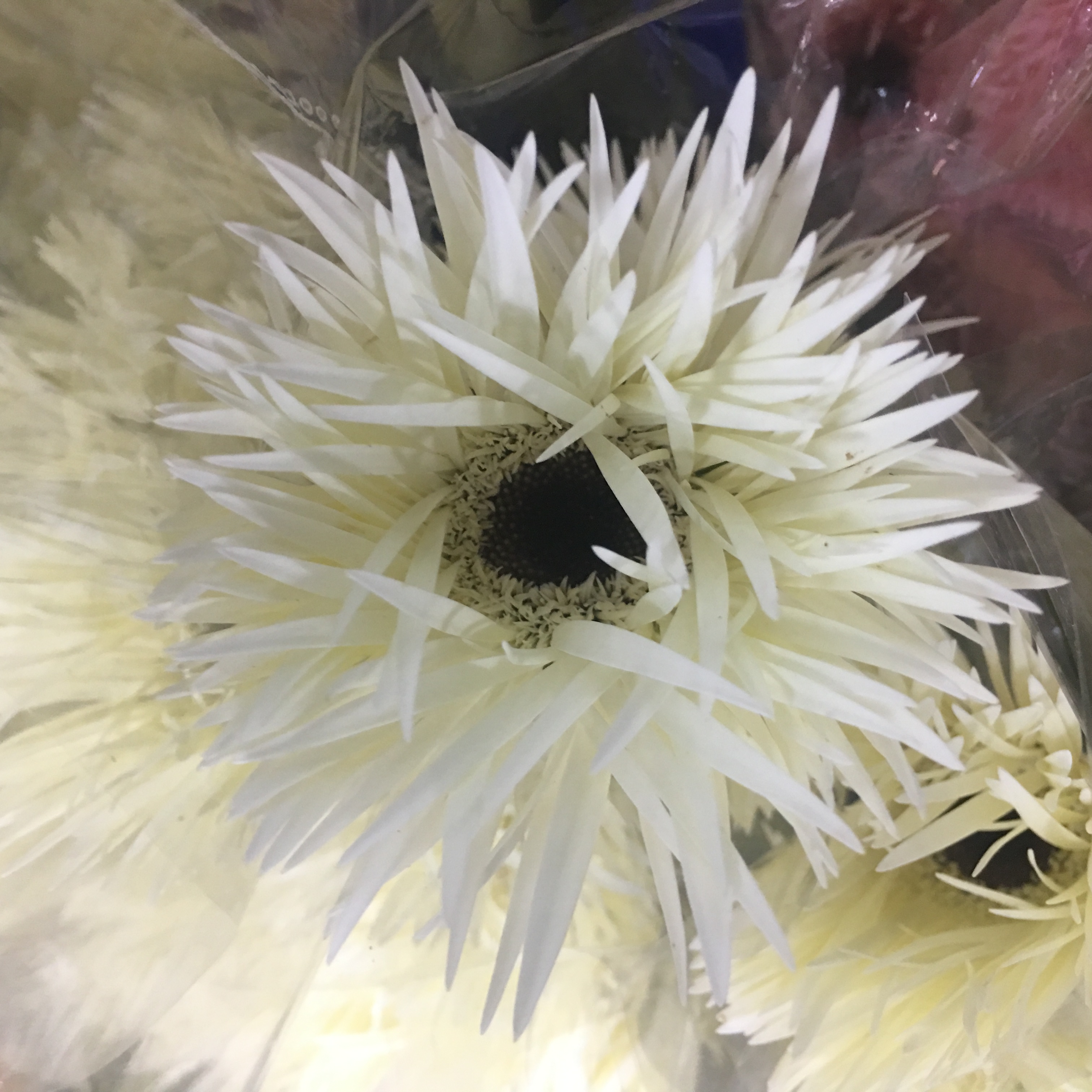 菊花-拉丝非洲菊-奶白色-10枝/扎