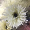 菊花-拉丝非洲菊-奶白色-10枝/扎 商品缩略图0