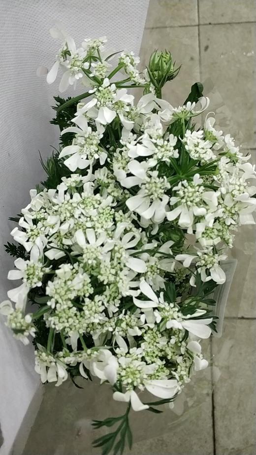 【白飞香】新品蕾丝，约8-10支/扎 商品图6