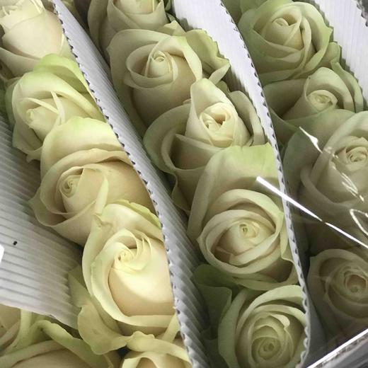 玫瑰 芬得拉 75CM 商品图0