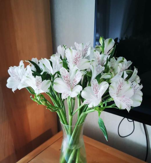 海盛六出花-可丽儿-白色-10支/扎 - 上海博麟花卉