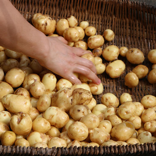 【产地直发！】恩施富硒小土豆 古老品种，马尔科小土豆，粉糯香，小时候的味道 商品图9