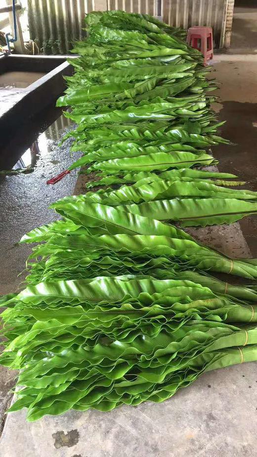 山苏叶【鸟巢叶】 约10片/扎 商品图5