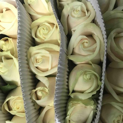 玫瑰 芬得拉 75CM 商品图1