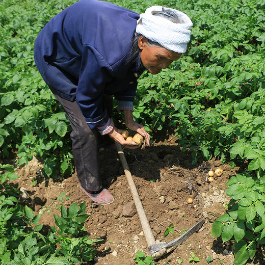 【产地直发！】恩施富硒小土豆 古老品种，马尔科小土豆，粉糯香，小时候的味道 商品图12