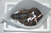 2026年鲜活大龙虾加拿大波士顿鲜活野生大龙虾，2只装 商品缩略图3