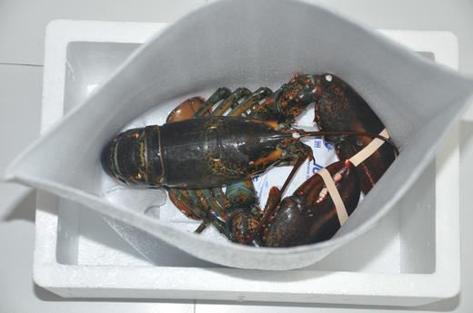 2026年鲜活大龙虾加拿大波士顿鲜活野生大龙虾，2只装 商品图3