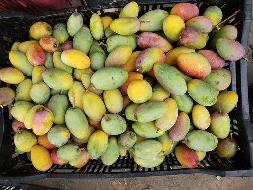 元江树上熟小金凤凰芒果5斤/8斤 商品图6