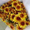 【精品小菊】布鲁诺黄 10支/扎 商品缩略图2
