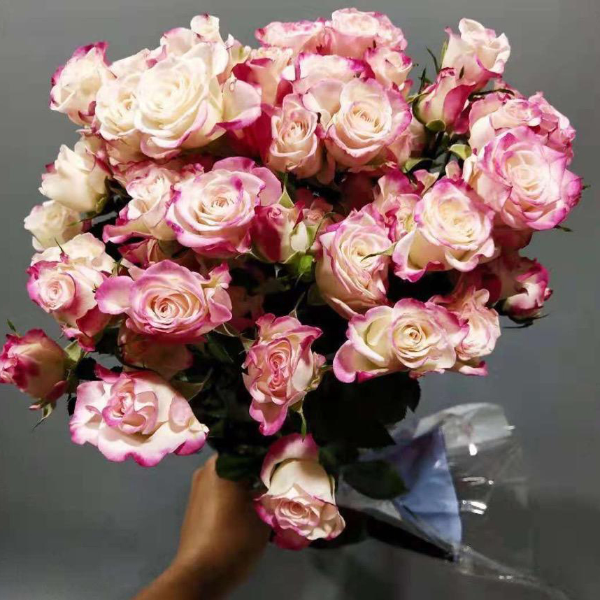 折射 多头玫瑰65CM