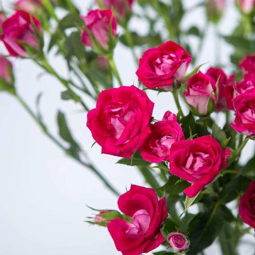 多头玫瑰 波塞妮娜 商品图3