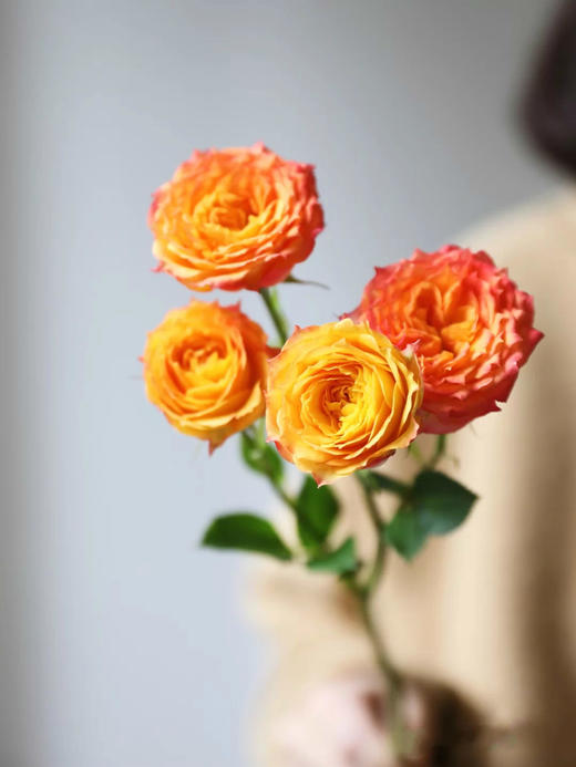 寻找下一个简小姐（今生卖花，来世漂亮） 商品图1