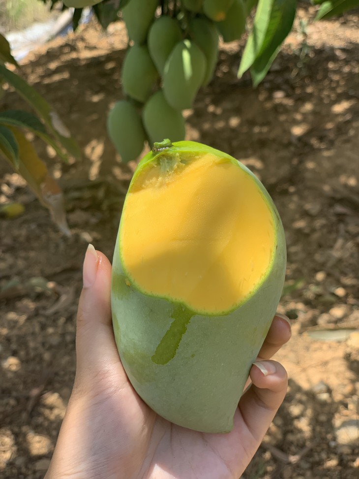 云南鹰嘴芒果 新鲜当季芒果 果肉厚实香甜