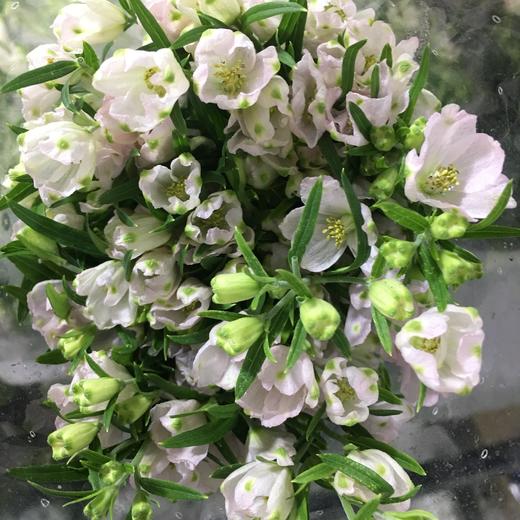 配花-本地小飞燕-白色 商品图0