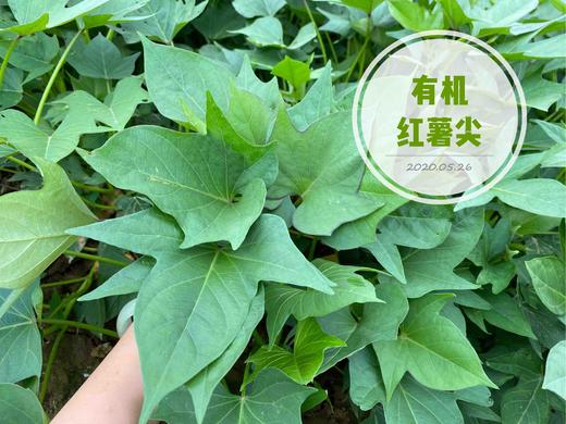 朴愿有机农场  有机红薯尖  嫩嫩的番薯叶来咯…… 250克 商品图0