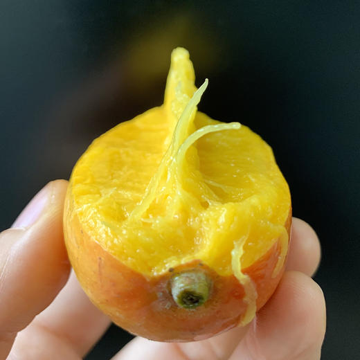 元江树上熟小金凤凰芒果5斤/8斤 商品图5