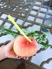 【现摘先发】爆款推荐 后湖水蜜桃精品12个装 单果4-5两 顺丰生鲜快递 商品缩略图5